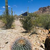 Compass / Fishhook barrel cactus (Ferocactus wislizenii), Organ Pipe Cactus National Monument, Arizona, USA